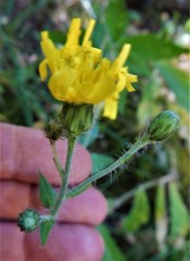 Hieracium amplexicaule
