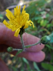 Hieracium amplexicaule