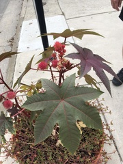 Ricinus