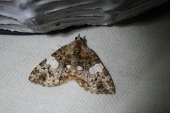 Chrysolarentia phaedra