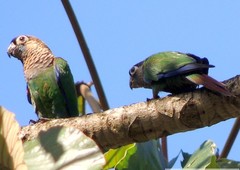 Pearly Parakeet photo 4