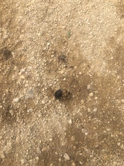 Canthon pilularius