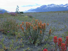 Castilleja chrymactis