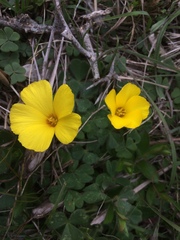 Oxalis refracta