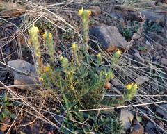 Linaria saxatilis
