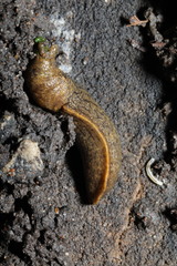 Tandonia budapestensis image