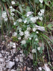 Astrantia