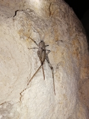 Paradrymadusa galitzini