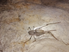 Paradrymadusa galitzini