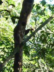 Campephilus rubricollis