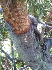Cronartium ribicola