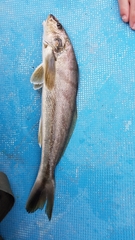 Menticirrhus saxatilis
