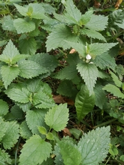 Lamium album