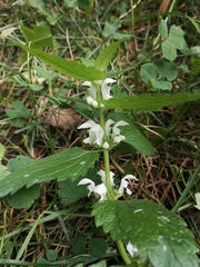 Lamium album