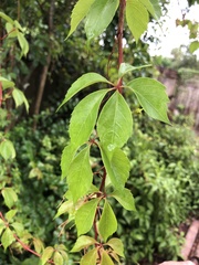 Parthenocissus quinquefolia