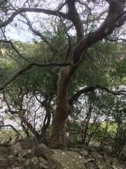 Lithraea brasiliensis