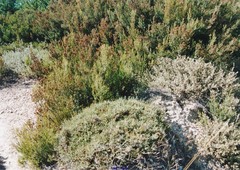 Cistus lasianthus alyssoides
