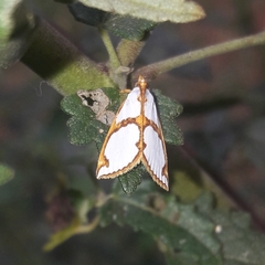 Argyria croceivittella