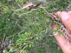 Colletieae
