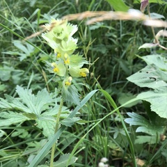 Rhinanthus glacialis