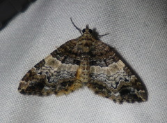 Chrysolarentia phaedra