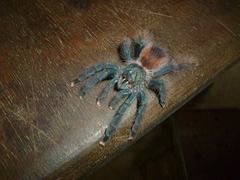 Avicularia avicularia