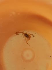 Centruroides sculpturatus