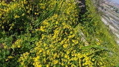 Tropaeolum brachyceras