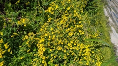 Tropaeolum brachyceras
