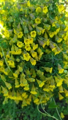 Tropaeolum brachyceras