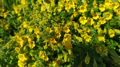 Tropaeolum brachyceras