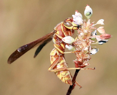 Polistes aurifer