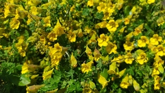 Tropaeolum brachyceras