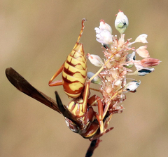 Polistes aurifer