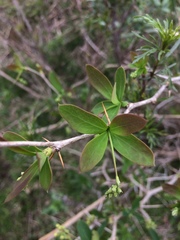 Berberis laurina
