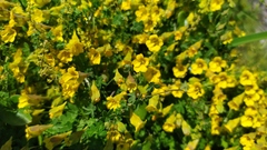 Tropaeolum brachyceras