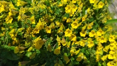Tropaeolum brachyceras