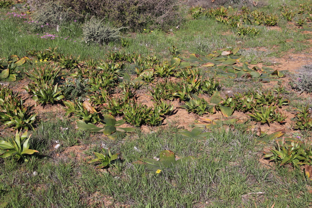 Bulbine alooides, Steenbokkie Trail, Hantam National Botanical Garden