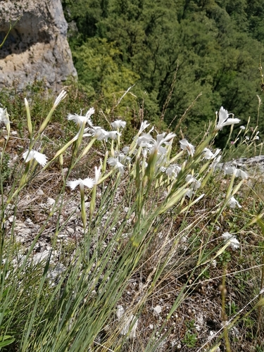 Image of Dianthus fragrans by (c) Nevlyutov Marat, some rights reserved (CC BY)