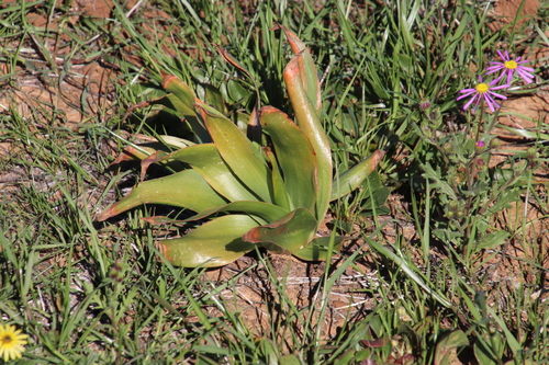 Bulbine alooides