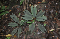 Image of Chamaedorea pumila
