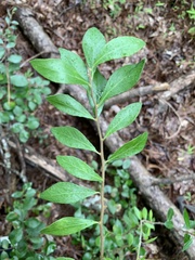 Vaccinium tenellum