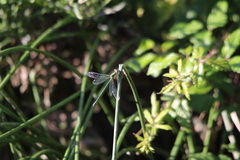 Chalcolestes viridis