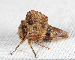 Telamona maculata
