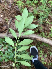 Vaccinium tenellum