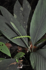 Chamaedorea pumila