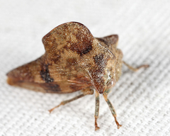 Telamona maculata