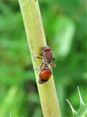 Dasymutilla birkmani