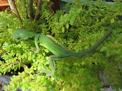 Ctenosaura acanthura