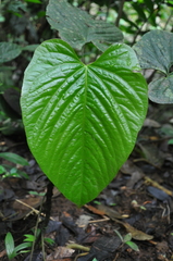Image of Anthurium caperatum